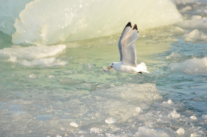 Polar cod is an important part of the Arctic food web. They are being eaten by many species, including birds such as this kittiwake (photo Susanne Kühn).