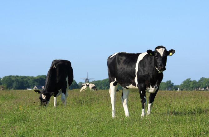 Las vacas infectadas esparcen huevos con cada evacuación intestinal.