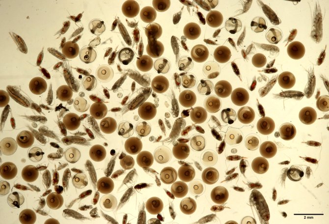 Een typisch eimonster van de eisurvey, naast de viseieren is er ook zoöplankton te zien. (Foto: Wageningen Marine Research)