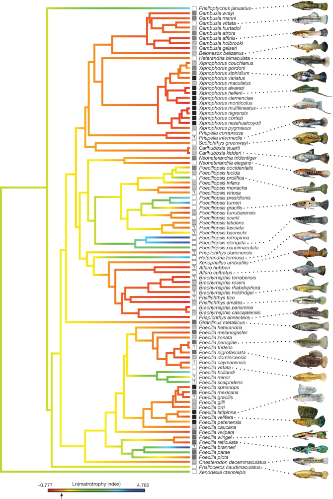 Figure 1: Phylogenetic tree of 94 species of the Poeciliidaefish family. "Branch colors depict a maximum likelihood reconstruction of maternal provisioning for log-transformed matrotrophy indices. The ancestral reconstruction was performed with phytools30 and a Brownian motion model of trait evolution. The arrow on the scale bar corresponds to a matrotrophy index value of 1.0, which indicates the division between lecithotrophic and placentotrophic species. In agreement with previous analyses, the ancestral reconstruction suggests a complex history for the evolution of placentotrophy. The current analysis suggests that the common ancestor of the family has a placenta and that there were multiple losses and gains of placentation within the family." (red: no placenta; green: poorly developed placenta; blue: well-developed placenta; Figure taken from Pollux et al., (2014)).  
