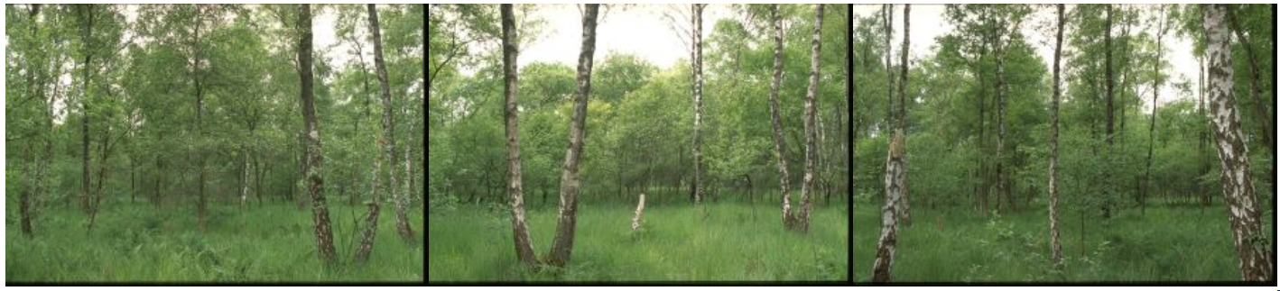 Grootvenbos is een voormalig hoogveengebied waar berkenbroekbos tot ontwikkeling is gekomen. 