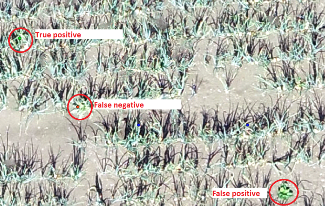  Figure 1. A close up of a drone image. At the top left there is a true positive (a thistle that was detected). Right below that, there is a false negative (a thistle that was not detected). At the bottom right of the image, there is a false positive (a weed detected as a thistle, which actually was not a thistle). Not marked in the image is a true negative in the upper right corner (a weed that wasn’t a thistle, which also wasn’t marked as a thistle). The blue points in the images are the top left corners of cut outs that were classified as having a thistle inside.