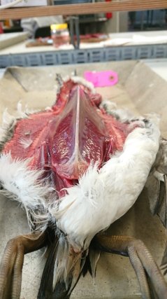 Sterk vermagerde zeekoet (foto Diergeneeskunde Utrecht)