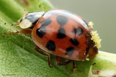 Aziatisch lieveheersbeestje aangetast door schimmels (foto: André de Kesel)