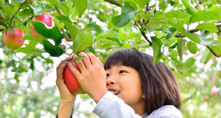 Worldwide innovative and sustainable growing of fruit