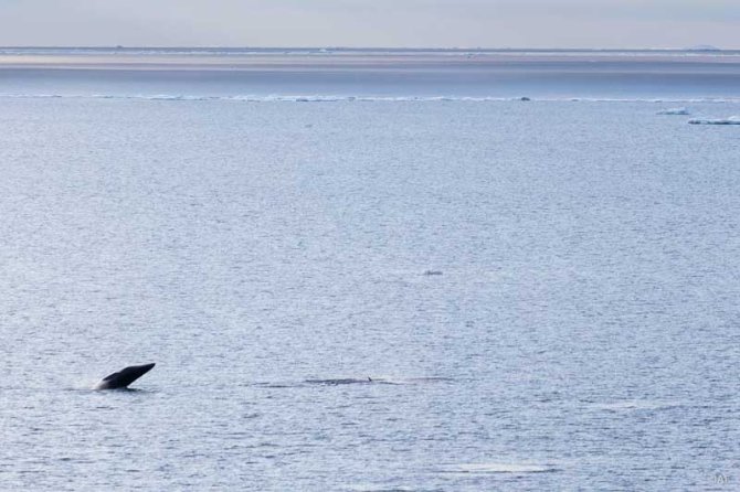 A playful group of Antarctic Minke Whales in the outer ice zone. Such a jumping animal brings much of its 9 metres length and 8 tonnes of mass out of the water. 