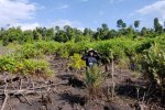 Logging in the village forest in Ketapang peatland