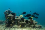 9. Construction of an artificial coral reef in Kenya - photo Ewout Knoester