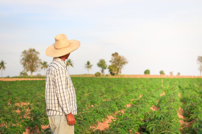 Cassava farmer