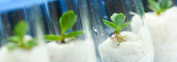 Master Plant Biotechnology