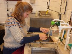 Susanne Kühn during rinsing of stomach contents of northern fulmars