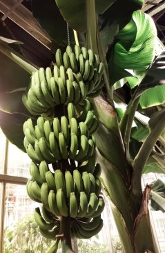 Duurzame bananen uit de kas: eerste ‘Nederbananen’ geoogst