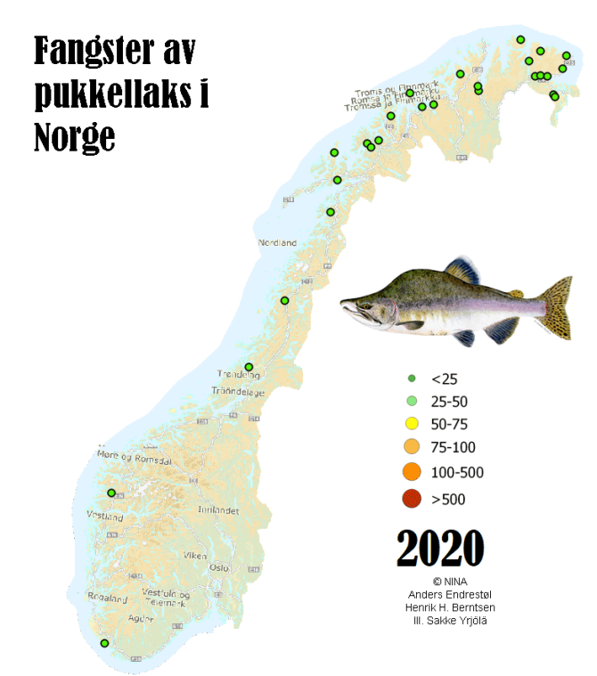 Toename van het aantal gevangen bultrugzalmen in Noorwegen in 2020