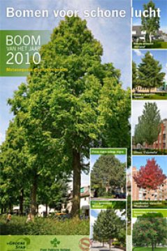 Met de boom van het jaar 2010: Metasequoia glyptostroboides