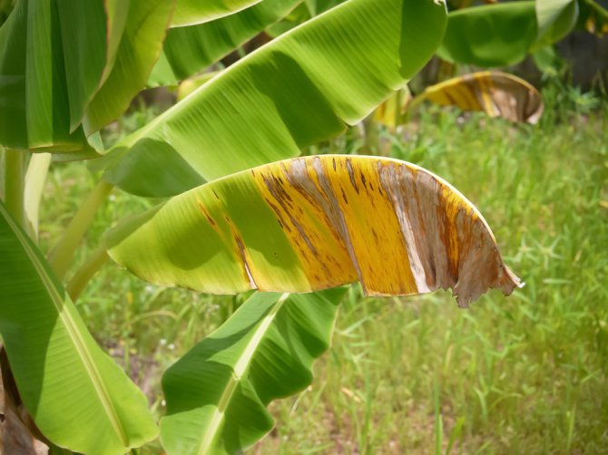 Banana plants dying of Panama disease