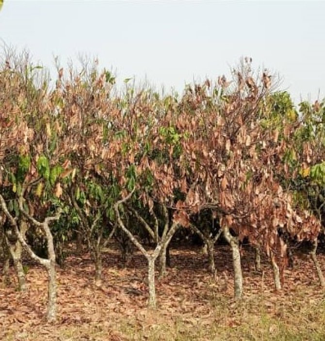Drought impact on cocoa trees.jpg