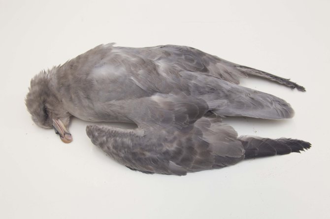 A dark coloured fulmar found on the Dutch beach. Note the grey head and neck.  Double light (LL) birds have more of a gull like colour-pattern with white head, neck and underparts. Such light fulmars usually have their origin in nearby populations from temperate climate zones, whereas dark ones, as on the photo, almost certainly are high Arctic birds wintering in the North Sea. In most winters the proportion of such northern visitors in the samples is roughly 10% to 20%. Most of them are younger birds.