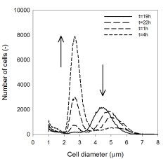  Fig. 1b. During night time, numbers of bigger algae cells steadily decrease, while numbers of smaller cells increase. 