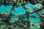 12. aanleg van een artificiële koraalrif in Kenia  -foto Ewout Knoester