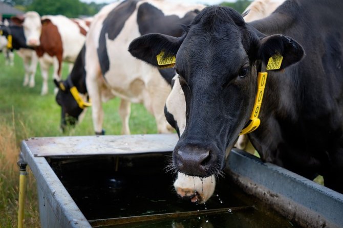 Klimaatbestendige melkveehouderij extra.jpg