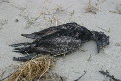 Dode zwarte zee-eenden worden gebruikt bij vervolgonderzoek. 