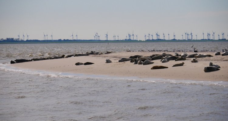 Ecological impact of wind farms on porpoises and seals - WUR