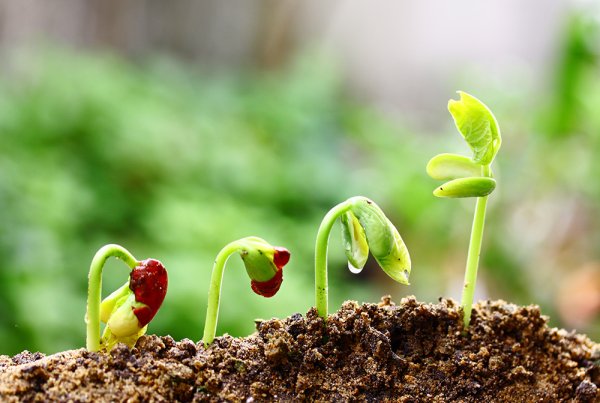 Plant Developmental Biology