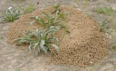 Ant activity in Negev Desert