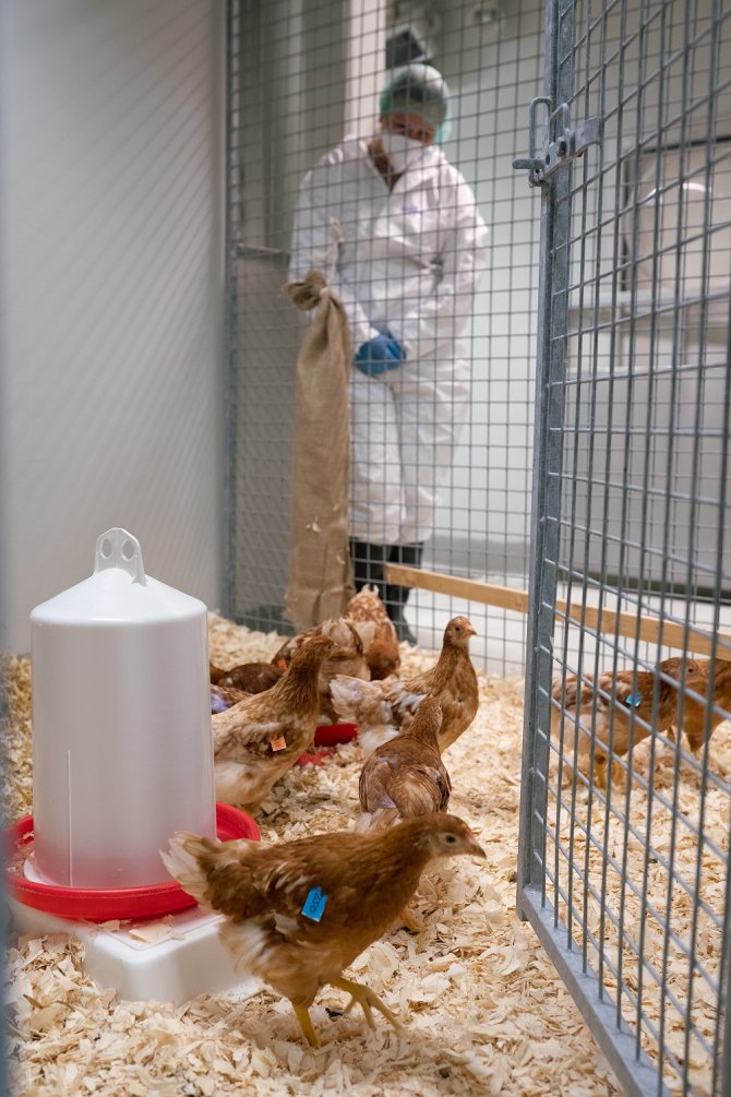 Several laying hens in a fenced laboratory setting for the bird flu vaccination trial with a WBVR researcher in the background