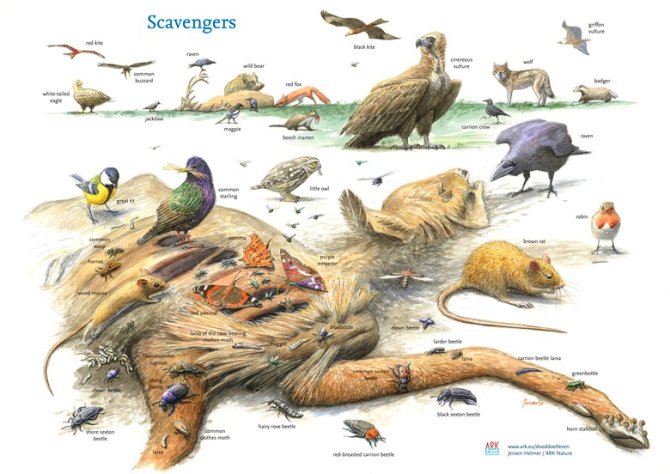 Today carcasses are scarce in lots of nature areas, which has a negative impact on many animals that use carcasses as food sources or breeding sites.