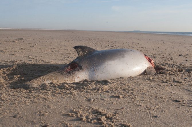 Dood aangespoelde bruinvis op het strand van de Hors op Texel 8-jan-2009