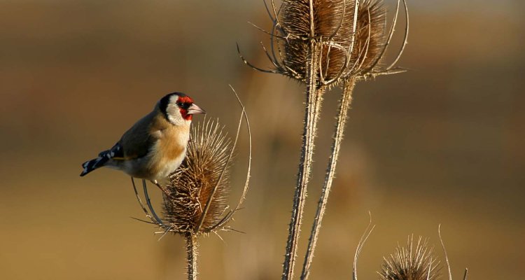 Dossiers Wageningen Environmental Research