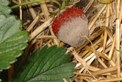 Strawberry with botrytis