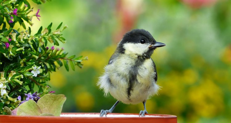 young great tit in spring