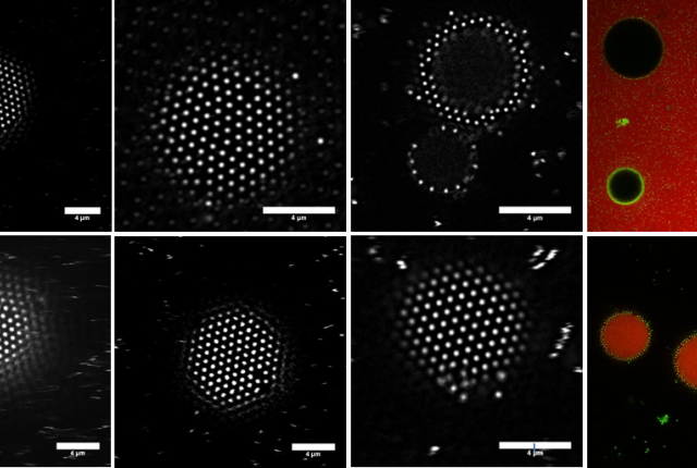 ILs droplets in water stabilized by microgels