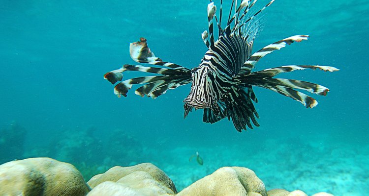 Between two oceans: lionfish cognition and environmental change - WUR
