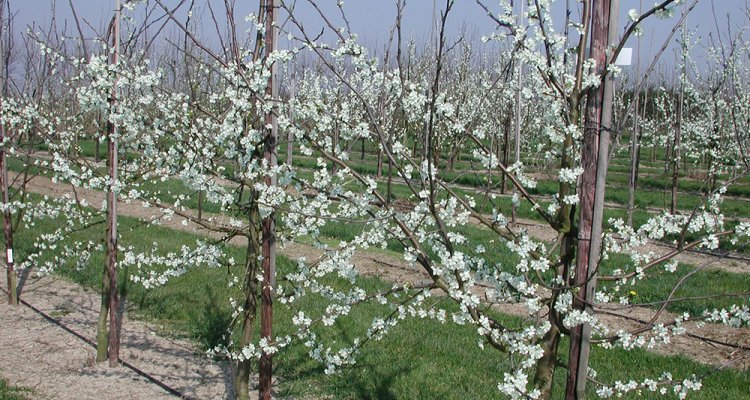 Publicaties Prunus spinosa