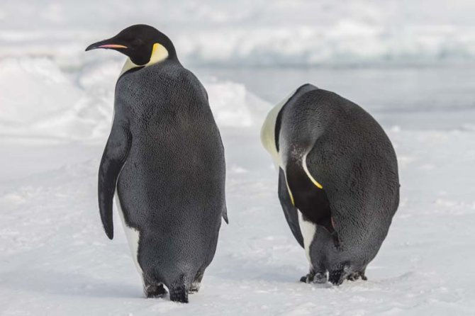 Emperor Penguins