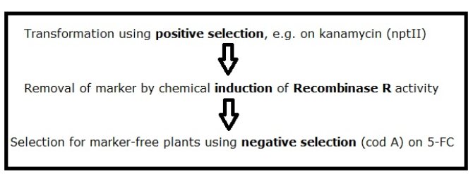 Figure 1. Selection scheme for producing marker-free transgenic plants using pMF1. A similar selection scheme can be followed using pMF2 or pMF3 vectors, when positive selection on either hygromycin or phosphinothricin, respectively, is preferred.