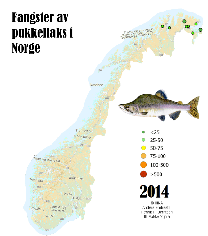 Toename van het aantal gevangen bultrugzalmen in Noorwegen in 2014