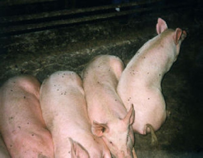 Pigs infected with ASF