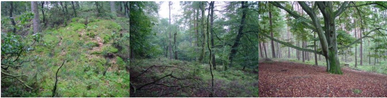 Zwarte Bulten met links het helingveenmos. Rechts één van de vele verspreid voorkomende oude beukenbomen.