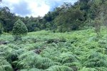 Patch dominated by bracken fern