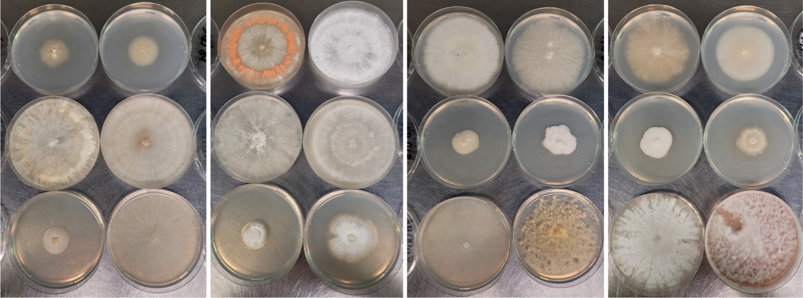 Mycelium of different types of mushroom fungi grown on dishes with a nutrient medium, a variety of color and structure.