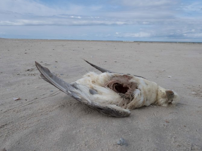 Not all fulmars found on beaches can be used for the monitoring of their stomach contents. Intestines of this beached fulmar had been scavenged by likely gulls and crows. As over 90% of fulmars have plastic in the stomach, there is a high likelihood that the scavengers have indirectly ingested plastics. 