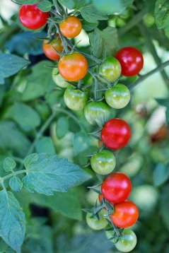 cherry-tomatoes-2566449-960-720_1_orig.jpg