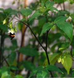 Bumble bee pollinating wild potato (S. circaeifolium)