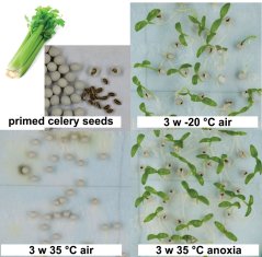 Primed and pelleted celery seedshave in general a short shelf life. Storage was tested for three weeks at 35 °C under different conditions