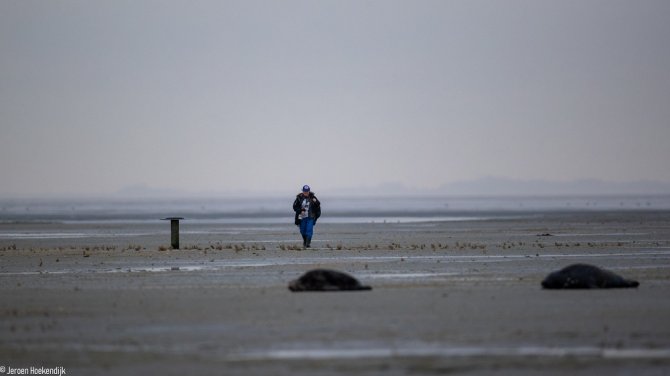 Sophie Brasseur during a seal count on the Wadden island Griend (photo: Jeroen Hoekendijk)