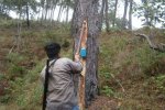 Pine resin extraction is an emerging provisioning service that we’re interested in studying